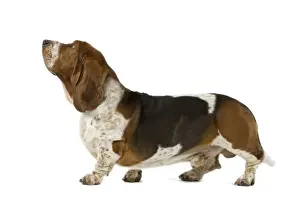 Bassets Prints: Dog - Basset Hound