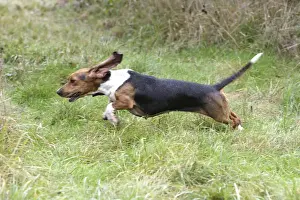 dog basset hound