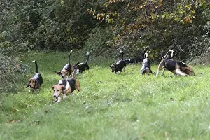 dog basset hound