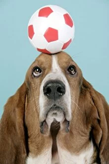Basset Hounds Collection: DOG. Basset hound balancing a football on head