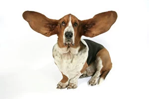 Funny Collection: Dog - Basset Hound with ears up