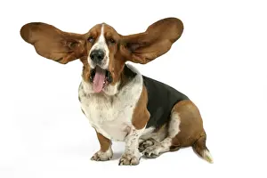 Dog - Basset Hound with ears up