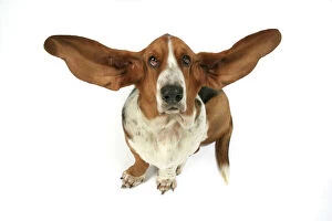 Basset Hound Collection: Dog - Basset Hound with ears up