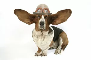 Images Dated 22nd July 2021: Dog - Basset Hound with ears up wearing flying hat with goggles Date: 22-07-2021