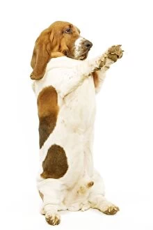 Dog - Basset Hound on hind legs, begging