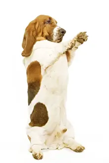 Bassets Prints: Dog - Basset Hound on hind legs, begging