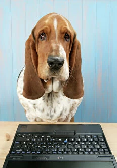 Basset Hounds Collection: DOG. Basset hound at a laptop
