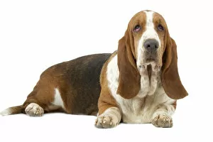 Basset Hounds Collection: Dog - Basset Hound lying down