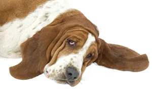 Images Dated 24th July 2007: Dog - Basset Hound lying down