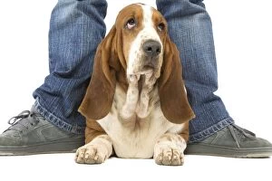 Bassets Gallery: Dog - Basset Hound lying between person's legs