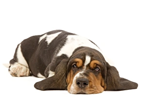 Images Dated 23rd April 2000: Dog - Basset Hound - lying in studio