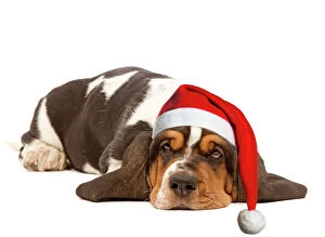 Dog - Basset Hound - lying in studio wearing Christmas hat