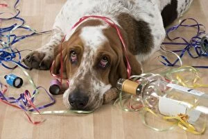 Crazy Gallery: Dog Basset Hound with party props