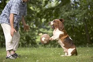 Images Dated 25th June 2005: Dog - Basset Hound playing with ball with owner