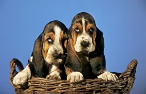 Dog - Basset Hound puppies in basket