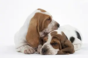 Dog - Basset Hound - two puppies lying down together