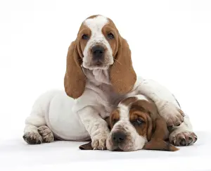 Dog - Basset Hound - two puppies lying down together
