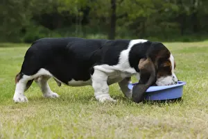 DOG. Basset hound puppy (10 weeks) eating