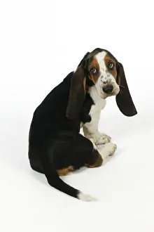 DOG. Basset hound puppy (10 weeks) sitting