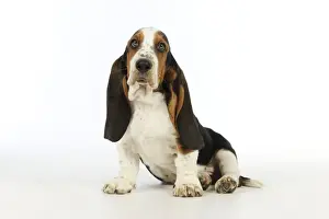 DOG. Basset hound puppy (10 weeks) sitting