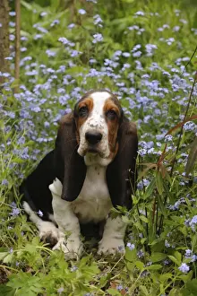 DOG. Basset hound puppy (10 weeks) sitting in flowers