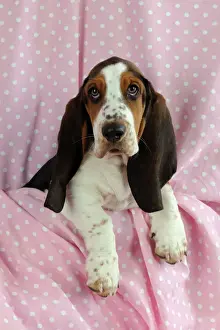 Hound Prints: DOG. Basset hound puppy (10 weeks) sitting on pink blanket
