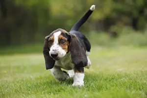 DOG. Basset hound puppy (10 weeks) walking