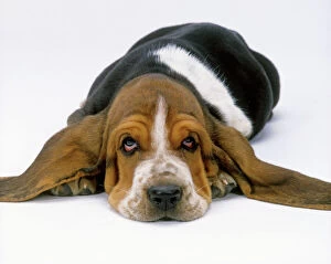 Basset Hound Collection: Dog - Basset Hound puppy