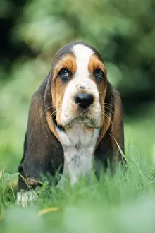 Dog - Basset Hound puppy