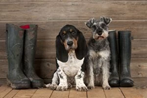 DOG - Basset hound puppy and Miniature Schnauzer (clipped) sitting with wellington boots
