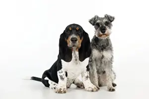 Schnauzer Prints: DOG - Basset hound puppy and miniature schnauzer (clipped) sitting together