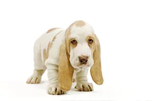 Puppy Prints: Dog - Basset Hound puppy in studio