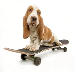 Dog - Basset Hound puppy in studio on skateboard