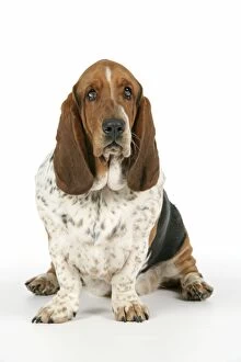 DOG. Basset hound sitting down