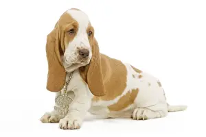 Dog - Basset Hound sitting in studio wearing dollar sign necklace