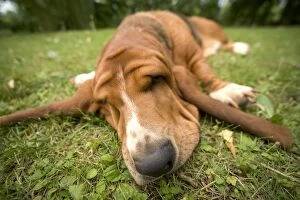 Images Dated 25th June 2005: Dog - Basset Hound, sleeping