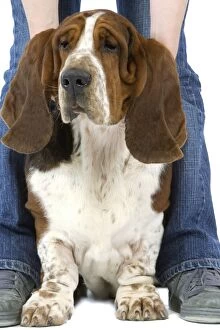 Images Dated 24th July 2007: Dog - Basset Hound standing between person's legs