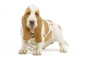 Images Dated 23rd April 2000: Dog - Basset Hound standing in studio wearing dollar sign necklace
