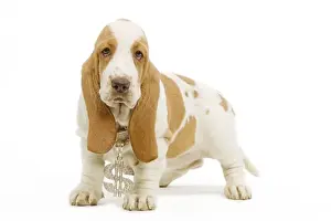 Dog - Basset Hound standing in studio wearing dollar sign necklace
