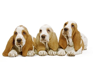 Images Dated 23rd April 2000: Dog - Basset Hound - three in studio