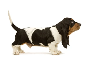 Images Dated 23rd April 2000: Dog - Basset Hound - in studio