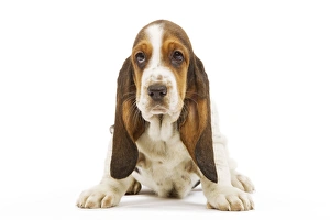 Images Dated 23rd April 2000: Dog - Basset Hound in studio