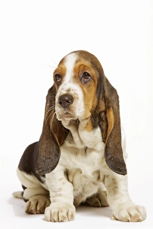 Images Dated 23rd April 2000: Dog - Basset Hound in studio