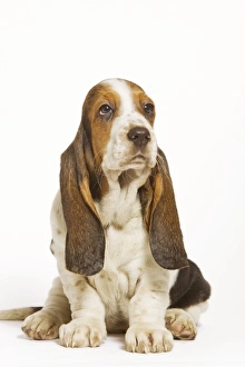 Images Dated 23rd April 2000: Dog - Basset Hound in studio