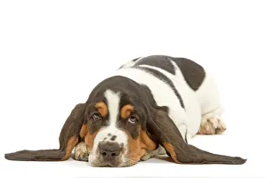 Images Dated 23rd April 2000: Dog - Basset Hound in studio