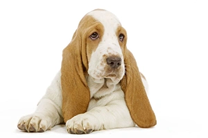 Images Dated 23rd April 2000: Dog - Basset Hound in studio