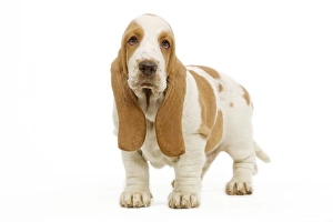 Images Dated 23rd April 2000: Dog - Basset Hound in studio