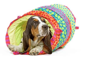 Images Dated 23rd April 2000: Dog - Basset Hound in studio in brightly coloured bed