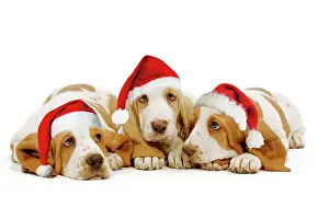 Bassets Prints: Dog - Basset Hound - three in studio Digital Manipulation: eyes. Added Su hats