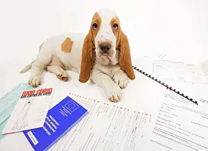 Bassets Prints: Dog - Basset Hound in studio with documentation including passport & vaccination records